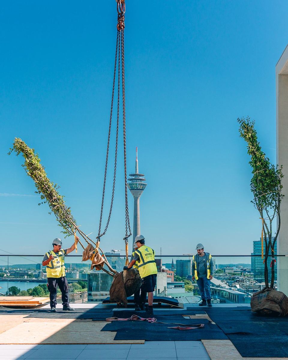 Landschaftsbauer setzen einen Baum am Kran auf dem Dachgarten der Uniq Towers, im Hintergrund der Rheinturm
